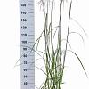 Miscanthus sin. 'Malepartus' Pot 6 Liter 60 - 80 cm