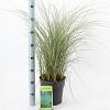 Miscanthus sin. 'Morning Light' Pot 6 Liter 60 - 80 cm