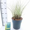 Miscanthus sin. 'Morning Light' Pot 6 Liter 60 - 80 cm