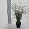 Miscanthus sin. 'Morning Light' Pot 6 Liter 60 - 80 cm