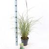 Miscanthus sin. 'Red Chief' Pot 2 Liter40 - 60 cm