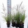 Miscanthus sin. 'Red Chief' Pot 2 Liter40 - 60 cm