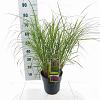 Miscanthus sin. 'Red Chief' Pot 6 Liter 60 - 80 cm