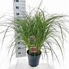 Miscanthus sin. 'Red Chief' Pot 6 Liter 60 - 80 cm