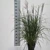 Miscanthus sin. 'Red Chief' Pot 6 Liter 60 - 80 cm