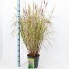 Miscanthus sin. 'Red Chief' Pot 6 Liter 60 - 80 cm