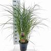 Miscanthus sin. 'Red Chief' Pot 6 Liter 60 - 80 cm