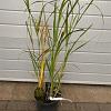 Miscanthus sin. 'Silberfeder' Pot 5 Liter 