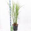 Miscanthus sin. 'Strictus' Pot 6 Liter 60 - 80 cm