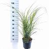 Miscanthus sin. 'Strictus' Pot 6 Liter 60 - 80 cm
