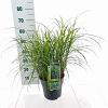 Miscanthus sin. 'Strictus' Pot 6 Liter 60 - 80 cm