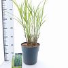 Miscanthus sin. 'Strictus' Pot 6 Liter 60 - 80 cm