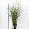 Miscanthus sin. 'Vanilla Sky' Pot 6 Liter 60 - 80 cm