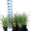 Miscanthus sin. 'Yaku Jima' Pot 2 Liter60 - 80 cm
