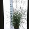 Miscanthus sin. 'Yaku Jima' Pot 12 liter 60 - 80 cm