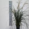 Miscanthus sin. 'Yaku Jima' Pot 6 Liter 60 - 80 cm
