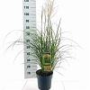 Miscanthus sin. 'Yaku Jima' Pot 6 Liter 60 - 80 cm