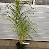 Miscanthus sin. 'Zebrinus' Pot 5 Liter 