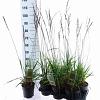 Molinia arund. 'Skyracer' Pot 2 Liter40 - 60 cm
