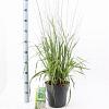 Molinia arund. 'Skyracer' Pot 6 Liter 60 - 80 cm