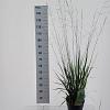 Molinia arund. 'Skyracer' Pot 6 Liter 60 - 80 cm