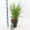 Molinia arund. 'Skyracer' Pot 6 Liter 60 - 80 cm