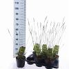 Molinia caerulea 'Edith Dudszus' Pot 2 Liter40 - 60 cm