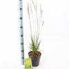 Molinia caerulea 'Edith Dudszus' Pot 2 Liter40 - 60 cm