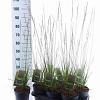 Molinia caerulea 'Heidebraut' Pot 2 Liter40 - 60 cm