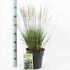Molinia caerulea 'Heidebraut' Pot 6 Liter 60 - 80 cm