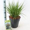 Molinia caerulea 'Heidebraut' Pot 6 Liter 60 - 80 cm