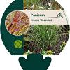 Panicum virgatum 'Shenandoah' Pot 9 cm