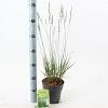 Molinia caerulea 'Moorhexe' Pot 2 Liter40 - 60 cm