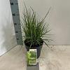 Molinia caerulea 'Torch' Pot 3 Liter 