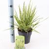 Molinia caerulea 'Variegata' Pot 2 Liter40 - 60 cm