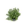 Nepeta Junior Walker Pot 2 Liter