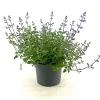 Nepeta 'Kit Cat' Pot 2 Liter