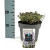 Nepeta 'Purssian Blue' Pot 2 Liter