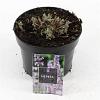 Nepeta 'Six Hills Giant' Pot 2 Liter