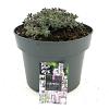 Nepeta 'Six Hills Giant' Pot 5 Liter 