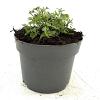 Nepeta 'Walker's Low' Pot 2 Liter