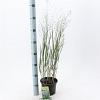 Panicum virgatum 'Heavy Metal' Pot 2 Liter40 - 60 cm