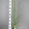 Panicum virgatum 'Heavy Metal' Pot 3 Liter 50 - 60 cm