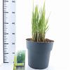 Panicum virgatum 'Northwind' Pot 12 liter 80 - 100 cm