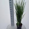 Panicum virgatum 'Northwind' Pot 12 liter 80 - 100 cm