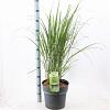 Panicum virgatum 'Northwind' Pot 12 liter 80 - 100 cm