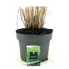 Panicum virgatum 'Northwind' Pot 5 Liter 