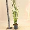 Panicum virgatum 'Northwind' Pot 2 Liter40 - 60 cm