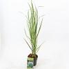 Panicum virgatum 'Northwind' Pot 2 Liter40 - 60 cm