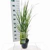 Panicum virgatum 'Northwind' Pot 3 Liter 40 - 50 cm